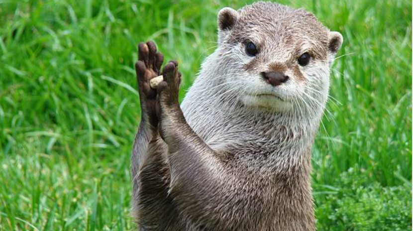 カワウソをペットに 値段は安い 高い トレンドファースト